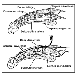 Erectile Dysfunction