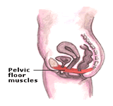 pelvic floor muscles